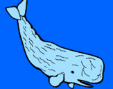 Disegno Balena enorme  pitturato su DOMENICO CARBONE