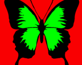 Disegno Farfalla con le ali nere pitturato su Sheryl
