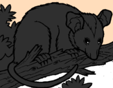 Disegno Scoiattolo Possum marsupiale pitturato su fabio