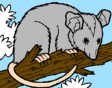 Disegno Scoiattolo Possum marsupiale pitturato su mario