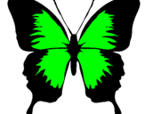 Disegno Farfalla con le ali nere pitturato su alessandra