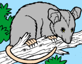 Disegno Scoiattolo Possum marsupiale pitturato su mario