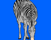 Disegno Zebra  pitturato su DOMENICO CARBONE