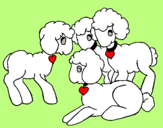 Disegno Pecore pitturato su pecorelle