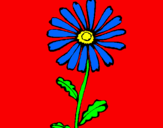 Disegno Fiore di campagna  pitturato su Simone Menna