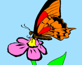 Disegno Farfalla su un fiore pitturato su giorgia e claudia