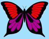 Disegno Farfalla 8 pitturato su beatrice giacollo