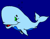 Disegno Balena timida  pitturato su FILIPPO