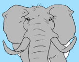 Disegno Elefante africano pitturato su davide
