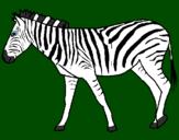Disegno Zebra  pitturato su elisa