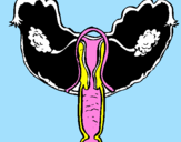 Disegno Vagina pitturato su vanessa