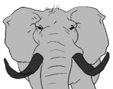 Disegno Elefante africano pitturato su Andrea B.