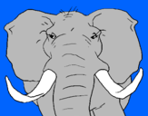 Disegno Elefante africano pitturato su chiara