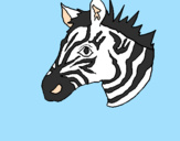 Disegno Zebra II pitturato su celeste