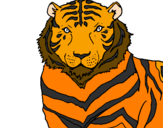 Disegno Tigre pitturato su vittoria  avallone