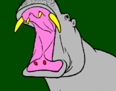 Disegno Ippopotamo a bocca aperta  pitturato su antonio ninfa