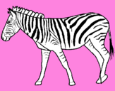 Disegno Zebra  pitturato su ketj