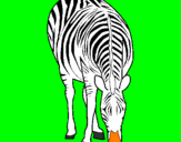 Disegno Zebra  pitturato su FRANCESCO PIO