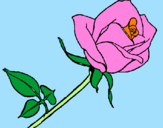 Disegno Rosa  pitturato su morte 