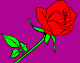 Disegno Rosa  pitturato su simona