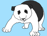 Disegno Orso panda  pitturato su Victoria