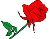Disegno Rosa  pitturato su rosa rosetta
