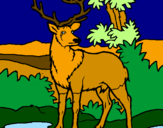 Disegno Cervo adulto  pitturato su chiara