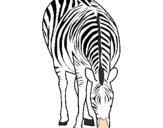 Disegno Zebra  pitturato su giulia