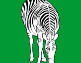 Disegno Zebra  pitturato su ketj