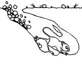 Disegno Ratto canguro  pitturato su samuelee