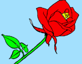 Disegno Rosa  pitturato su eli
