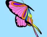Disegno Farfalla con grandi ali pitturato su Federica f
