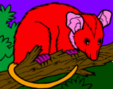 Disegno Scoiattolo Possum marsupiale pitturato su maria sole