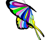 Disegno Farfalla con grandi ali pitturato su Vittoria