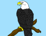 Disegno Aquila su un ramo pitturato su tommaso