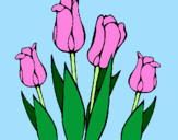 Disegno Tulipani  pitturato su angelica