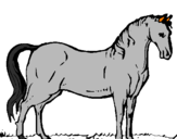 Disegno Cavallo dellAndalusia  pitturato su byutiful
