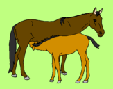 Disegno Cavalli  pitturato su gaia e gaiada