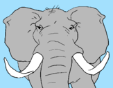 Disegno Elefante africano pitturato su bernardo