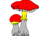 Disegno Funghi pitturato su FILIPPO