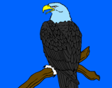 Disegno Aquila su un ramo pitturato su samuel giacomelli