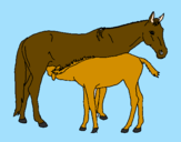 Disegno Cavalli  pitturato su manuel