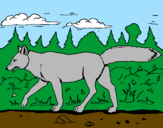 Disegno Coyote pitturato su edoardo