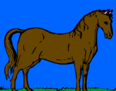 Disegno Cavallo dellAndalusia  pitturato su CHIARA