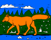 Disegno Coyote pitturato su FEDERICO