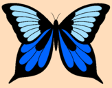 Disegno Farfalla 8 pitturato su francescopio