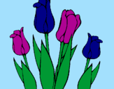 Disegno Tulipani  pitturato su FRANCESCA   BA