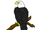 Disegno Aquila su un ramo pitturato su rebecca