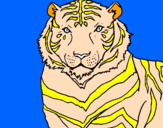 Disegno Tigre pitturato su FRANCESCO