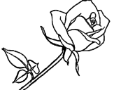 Disegno Rosa  pitturato su lina